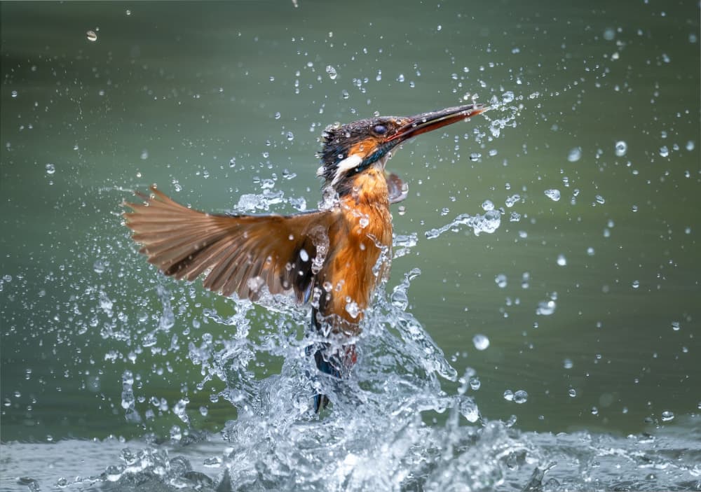 Dynamic Kingfisher Splash by Yezimao — canvas wall art