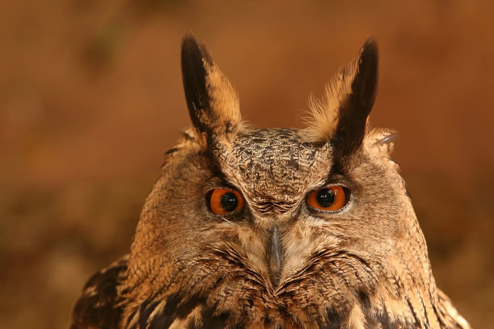 Intense Owl Gaze by Þorsteinn H. Ingibergsson — canvas wall art
