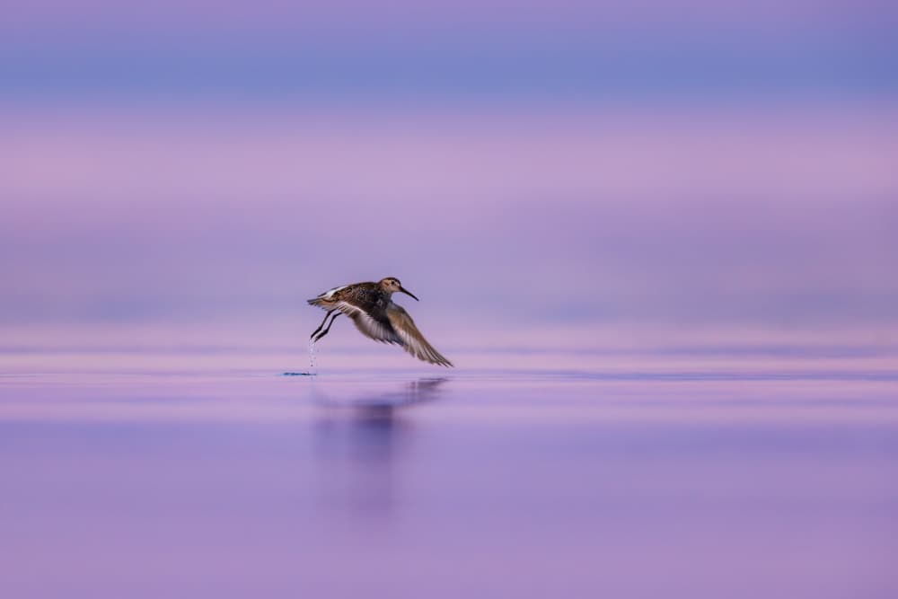 Purple Water Shorebird by Magnus Renmyr — canvas wall art