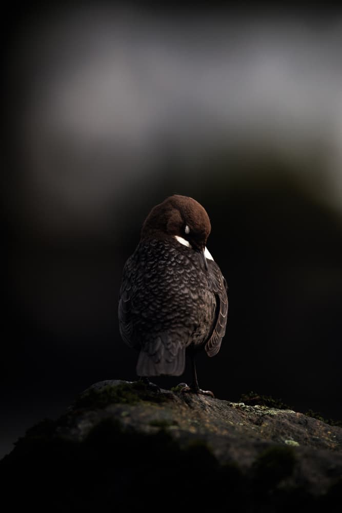 Dark Dipper On Rock by Magnus Renmyr — canvas wall art