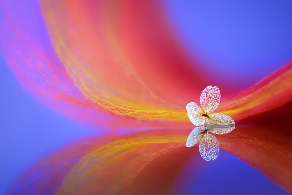 Delicate Flower Reflection by Sophie Pan — canvas wall art