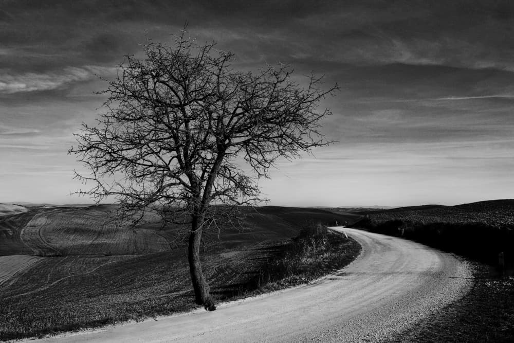 Lone Tree Winding Road by Luciano Caturegli — canvas wall art