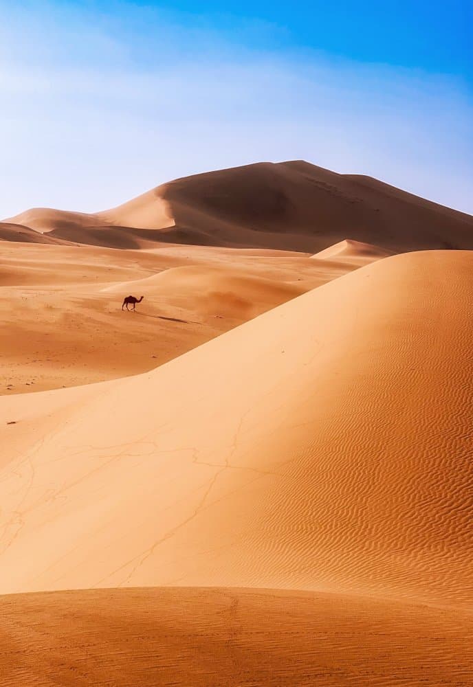 Lone Camel Dunes by Saleem G Alfidi — canvas wall art