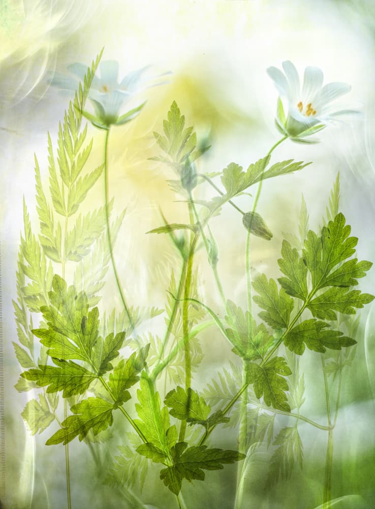 Ethereal White Flowers by Hilda van der Lee — canvas wall art