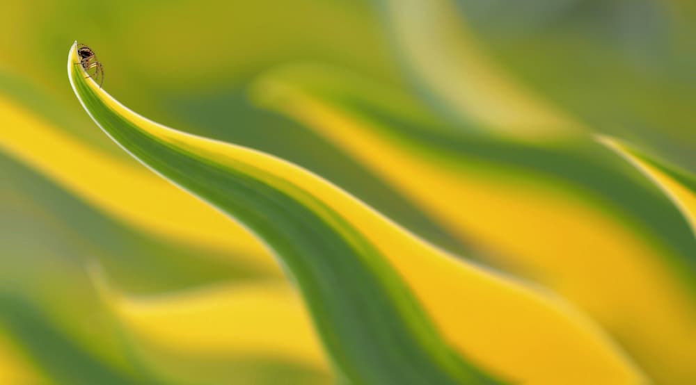 Insect on Vibrant Leaf by Thierry Dufour — canvas wall art