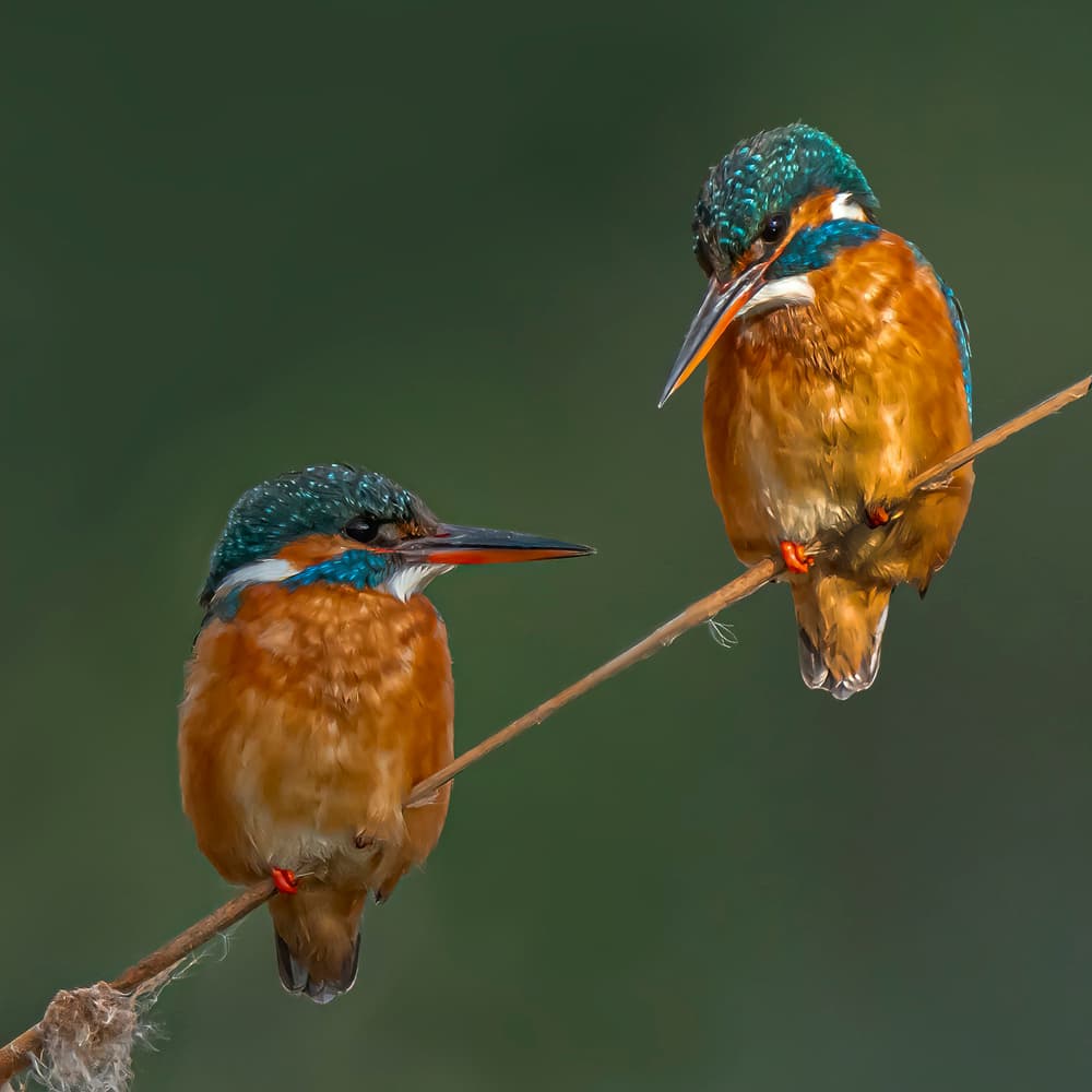 Two Vibrant Kingfishers by Boris Lichtman — canvas wall art