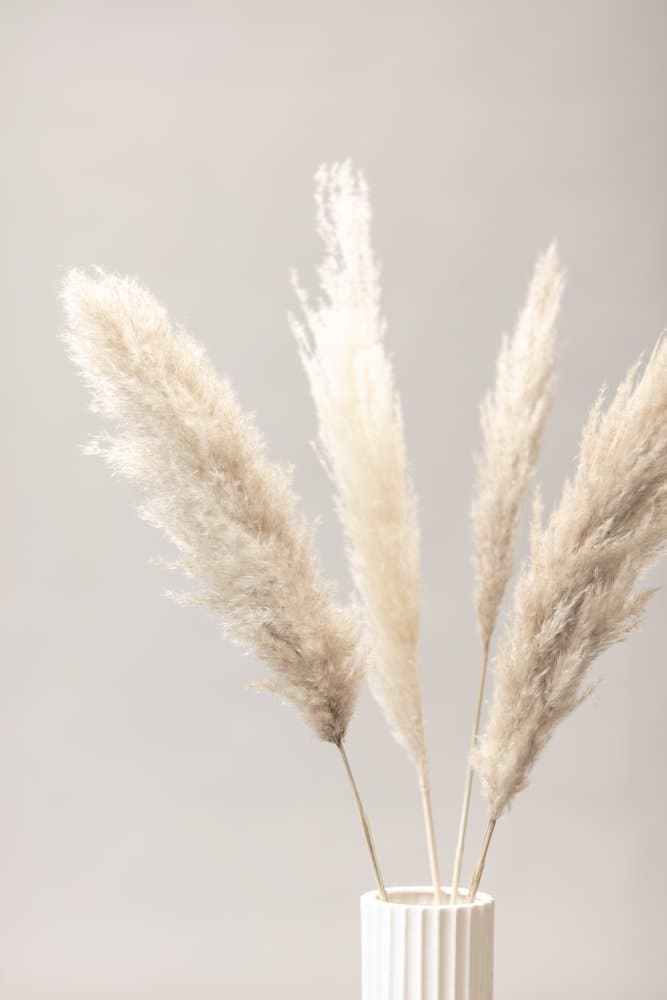 Elegant Pampas Grass by Pictufy Studio III — canvas wall art
