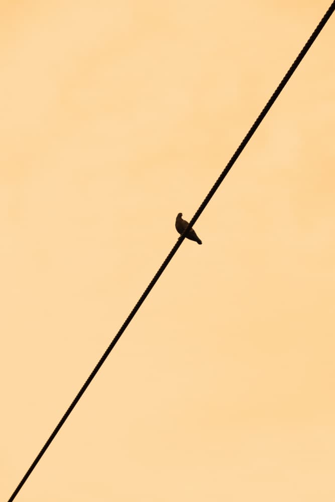 Lone Bird On Wire by Santhosh ch — canvas wall art