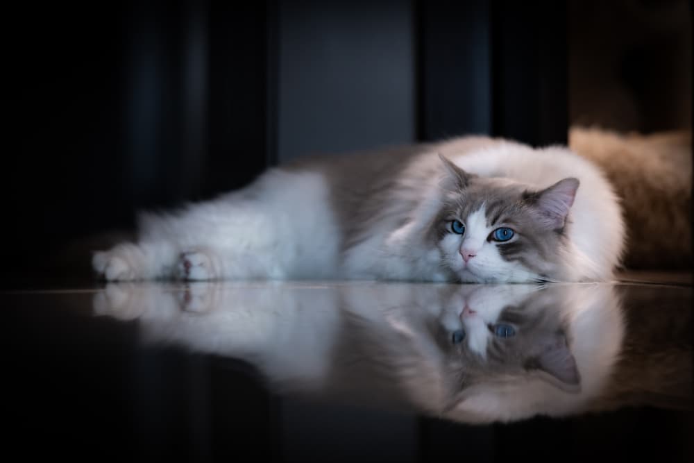 Ragdoll Cat Reflection by Juri Aoki — canvas wall art