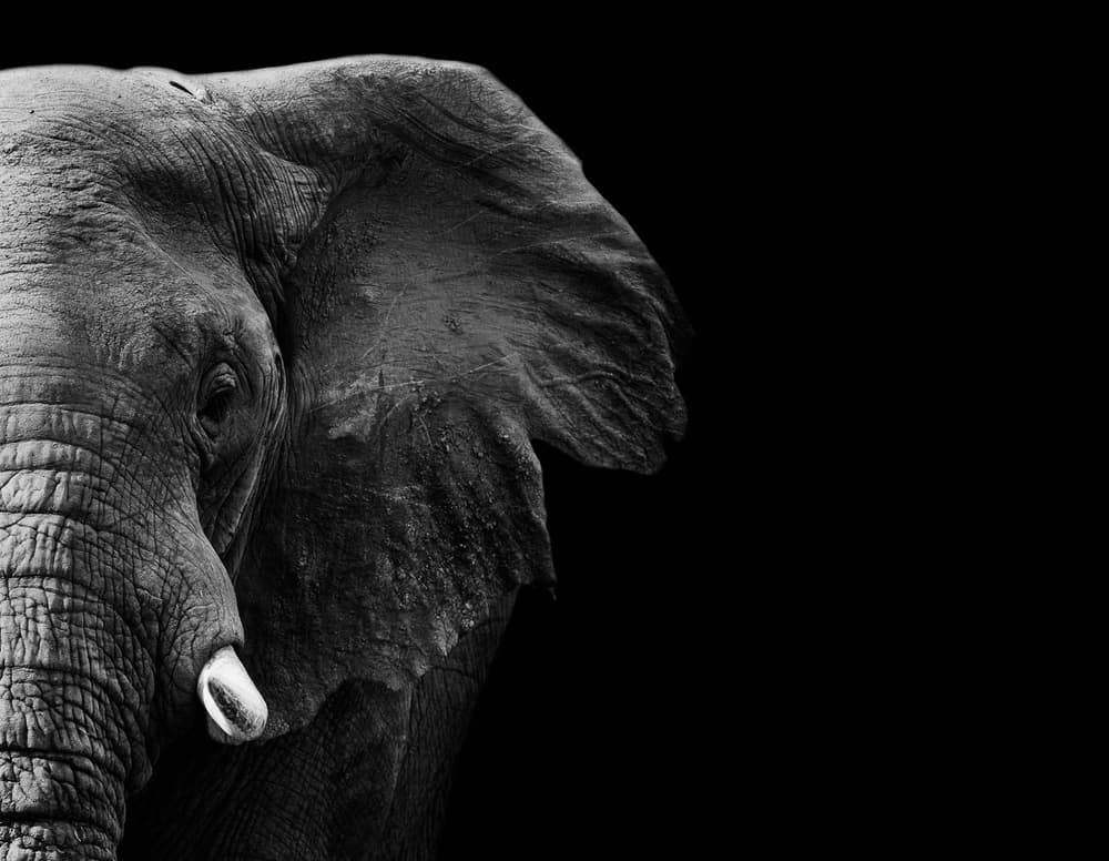 Majestic Elephant Portrait by WildPhotoArt — canvas wall art
