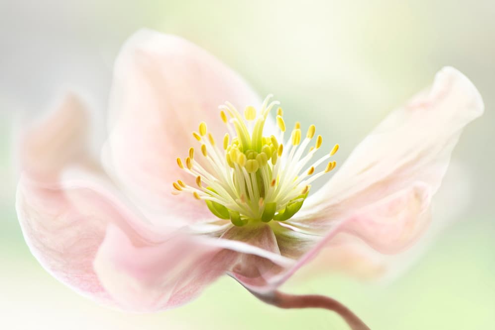 Lenten Spring by Jacky Parker — canvas wall art