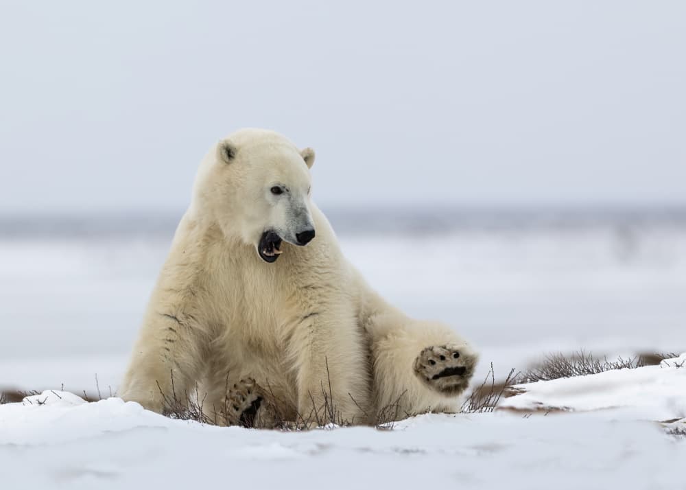 Polar Bear Resting by Bill Lu — canvas wall art