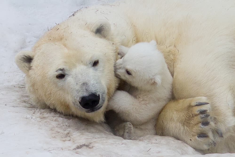 Sweet Polar Bear Family by Anton Belovodchenko — canvas wall art