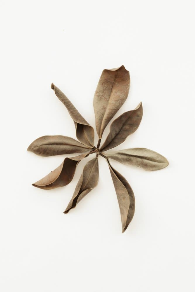 Earthy Leaf Still Life by Pictufy Studio III — canvas wall art