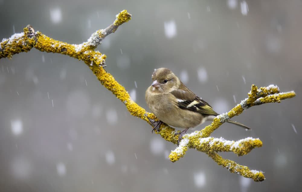 Winter Finch on Branch by Marco Barisone — canvas wall art
