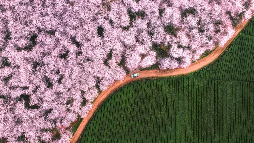 Cherry Blossoms Tea Fields by TIANQI — canvas wall art