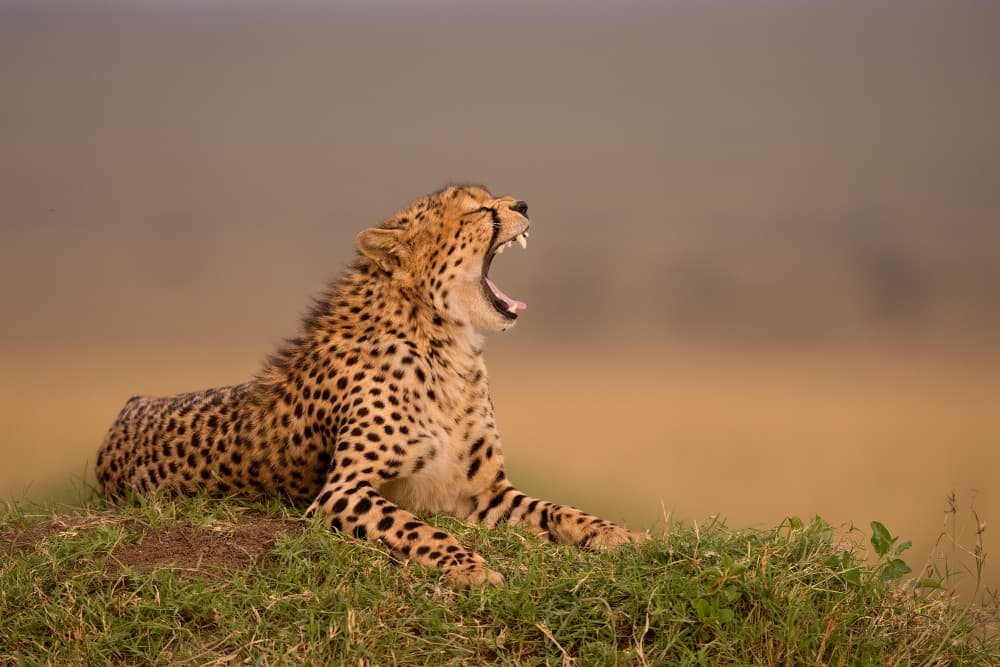 Yawnnnn by Marco Pozzi — canvas wall art