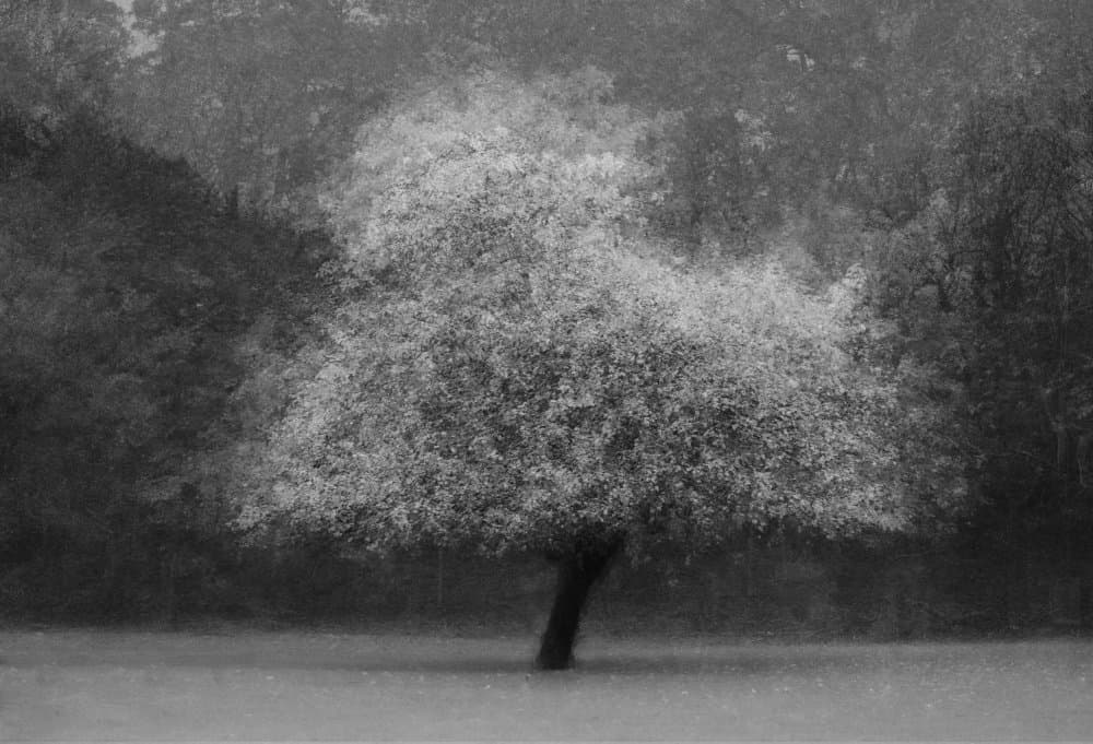 Solitary Tree in Monochrome by Katarina Holmström — canvas wall art