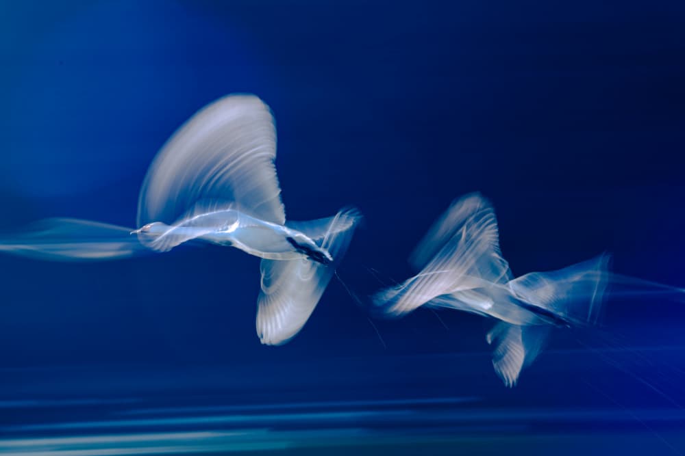 Blue Birds in Motion