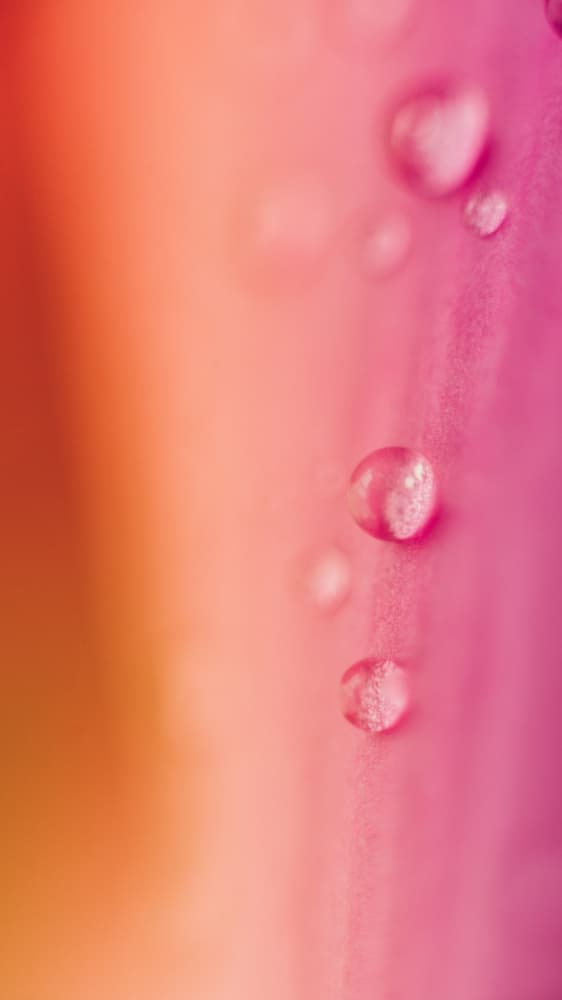 Soft Pink Water Drops by Javier Pardina — canvas wall art
