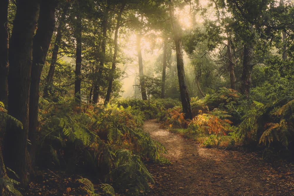 Enchanted Forest Path by Hilda van der Lee — canvas wall art