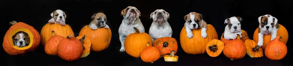 Bulldog Puppies Fall Pumpkins by Gert van den Bosch — canvas wall art