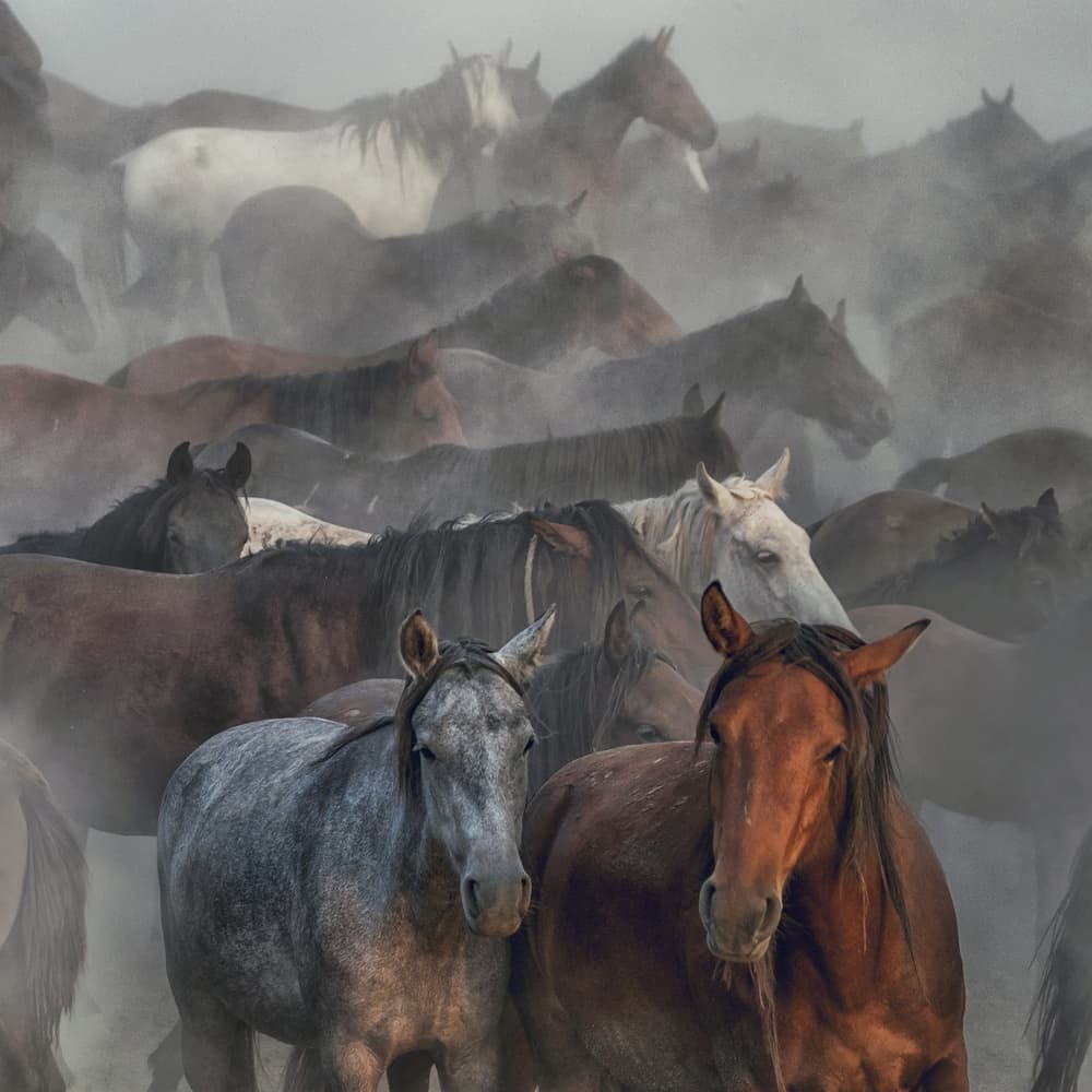 Running Wild Horses by Hüseyin Taşkın — canvas wall art