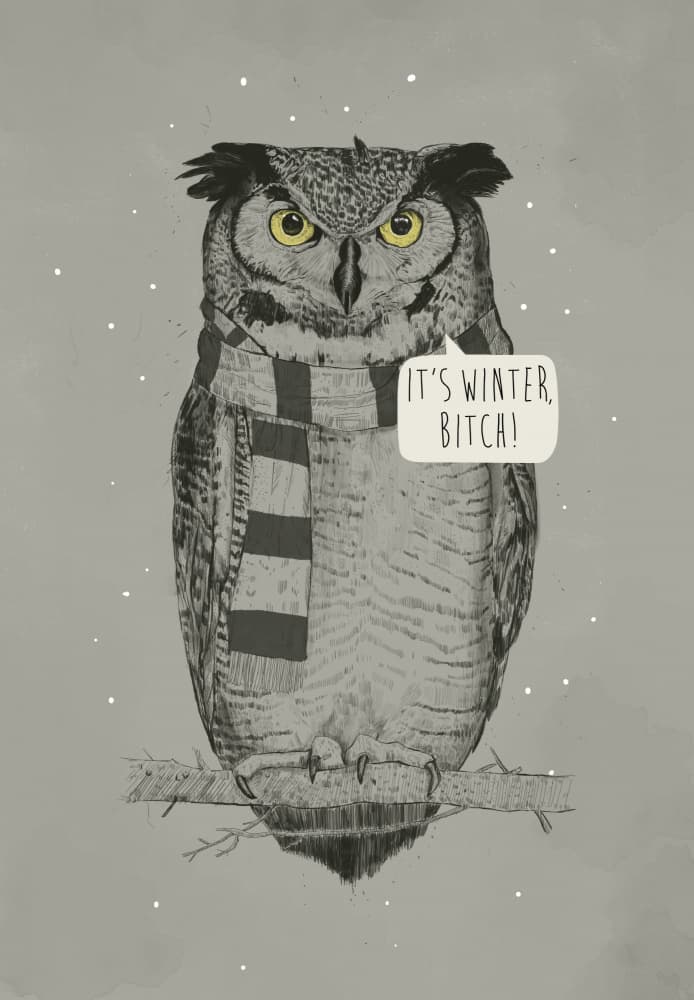 Sarcastic Winter Owl by Balazs Solti — canvas wall art