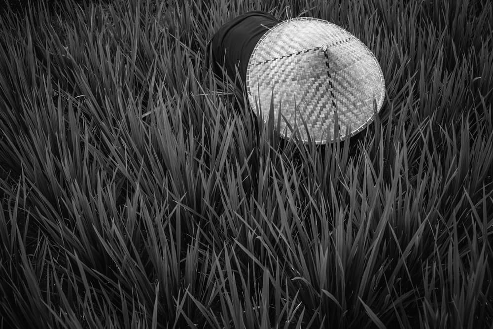 Conical Hat Field by Gloria Salgado Gispert — canvas wall art