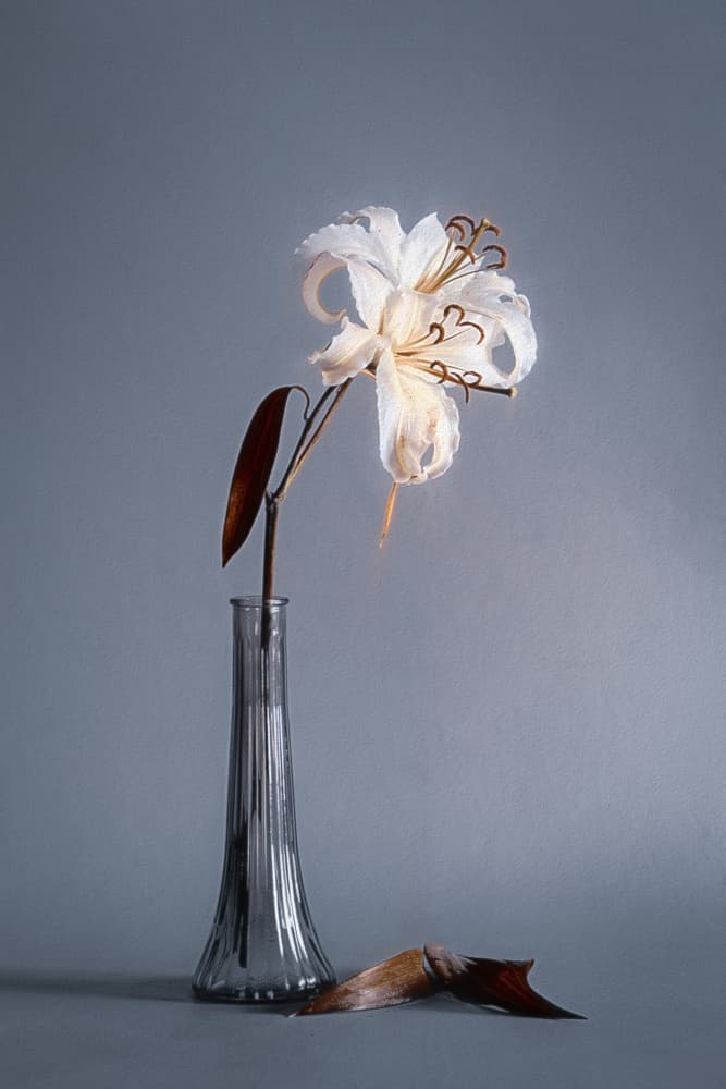 Fading Lily Still Life by Cicek Kiral — canvas wall art