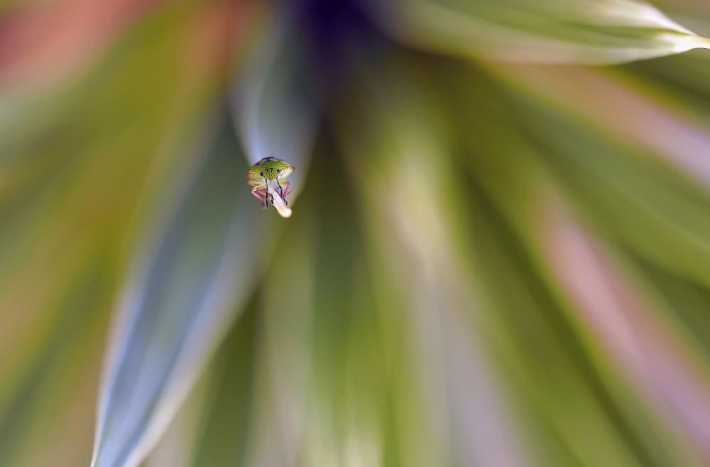 Green Bug Detailed by Thierry Dufour — canvas wall art
