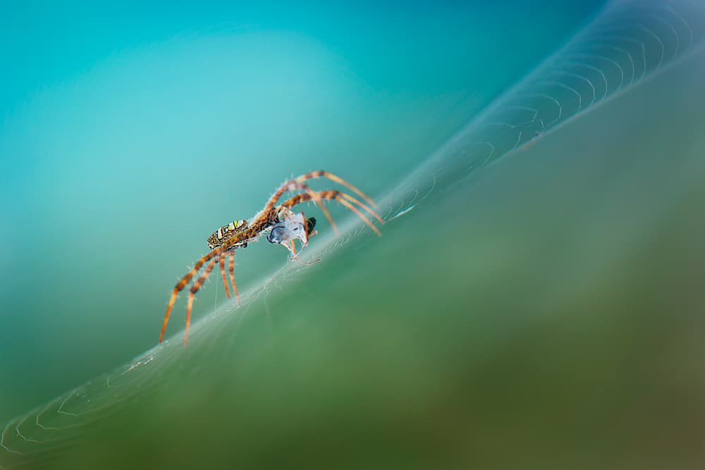 Garden Spider's Meal by Rooswandy Juniawan — canvas wall art