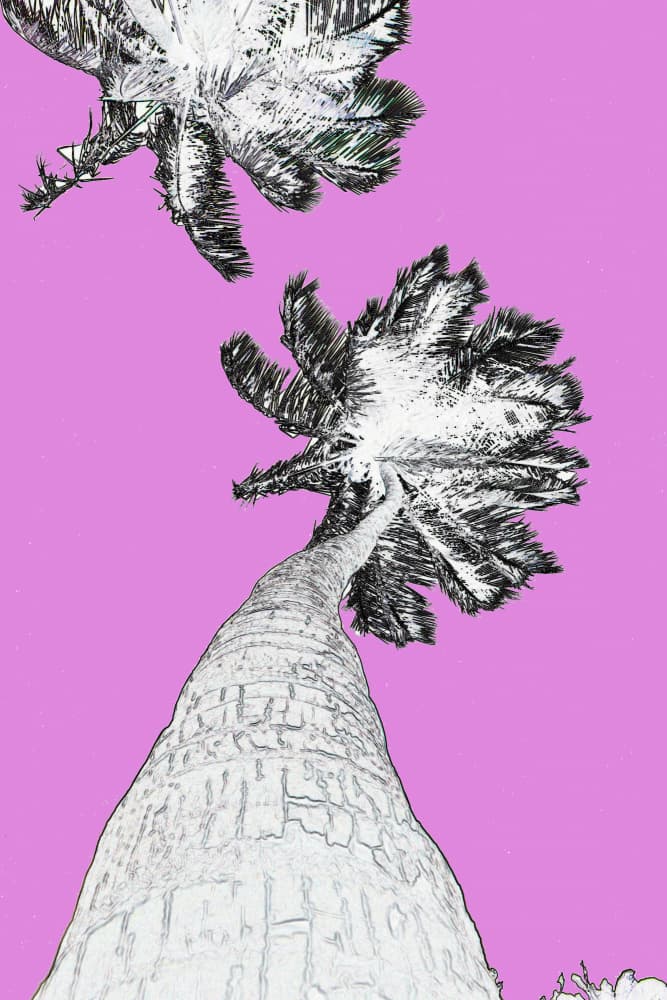Pink Sky Palms by Santhosh ch — canvas wall art