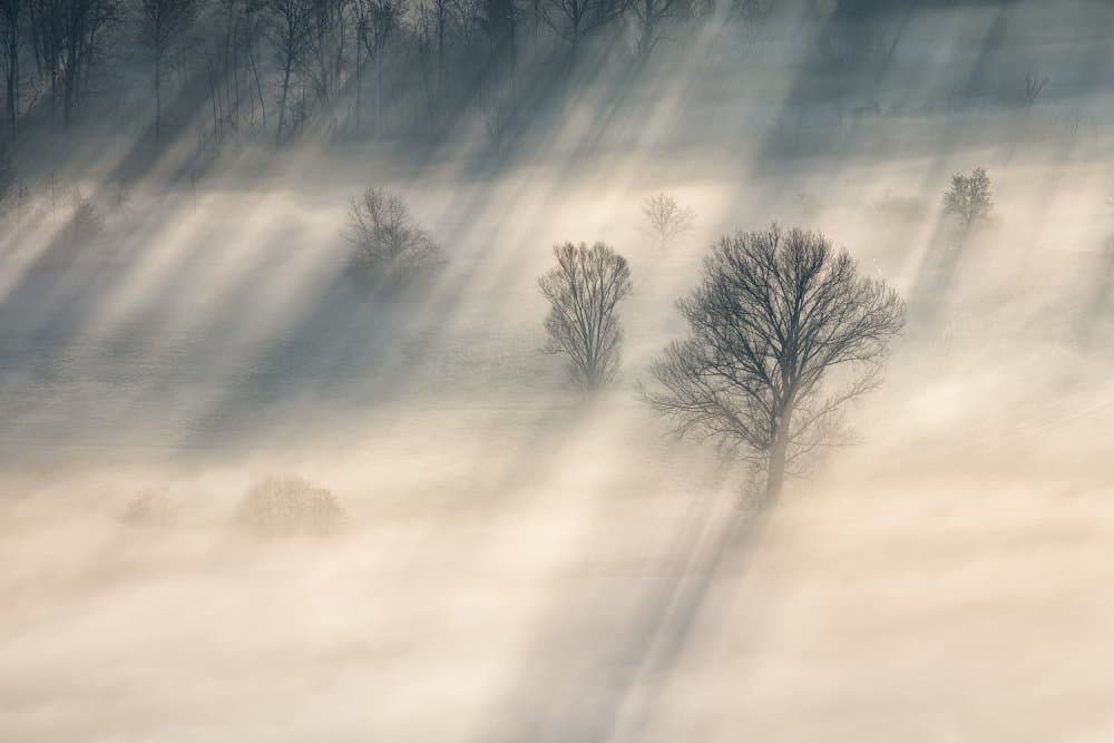 Misty Forest Sun Rays by Fiorenzo Carozzi — canvas wall art