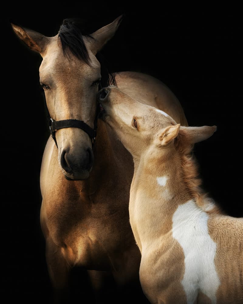 Horse and Foal Love by Helena GARCIA HUERTAS — canvas wall art