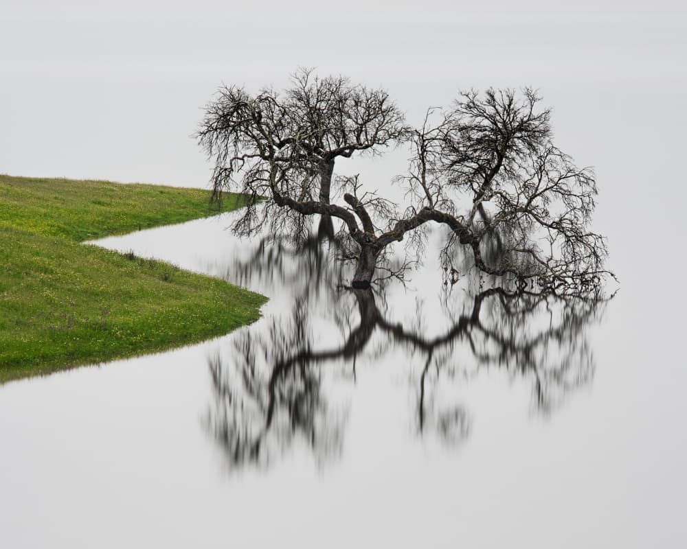 Tranquil Tree Reflections by Hugo Borges — canvas wall art