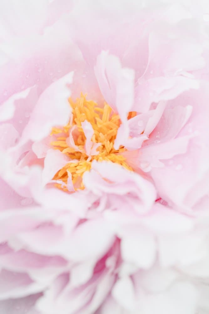 Pink Peony Bloom by Pictufy Studio III — canvas wall art
