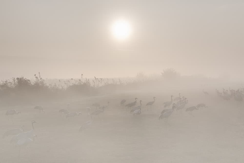 Misty Morning Cranes by Natalia Rublina — canvas wall art