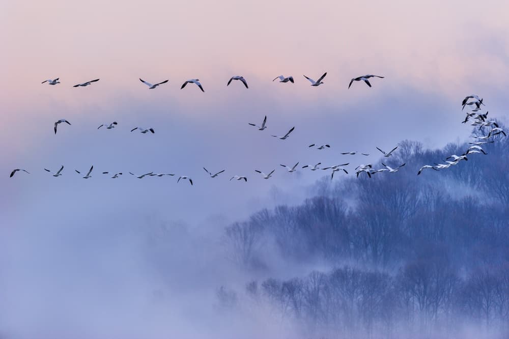 Snow Geese Winter Flight by 李从军 / Austin Li — canvas wall art