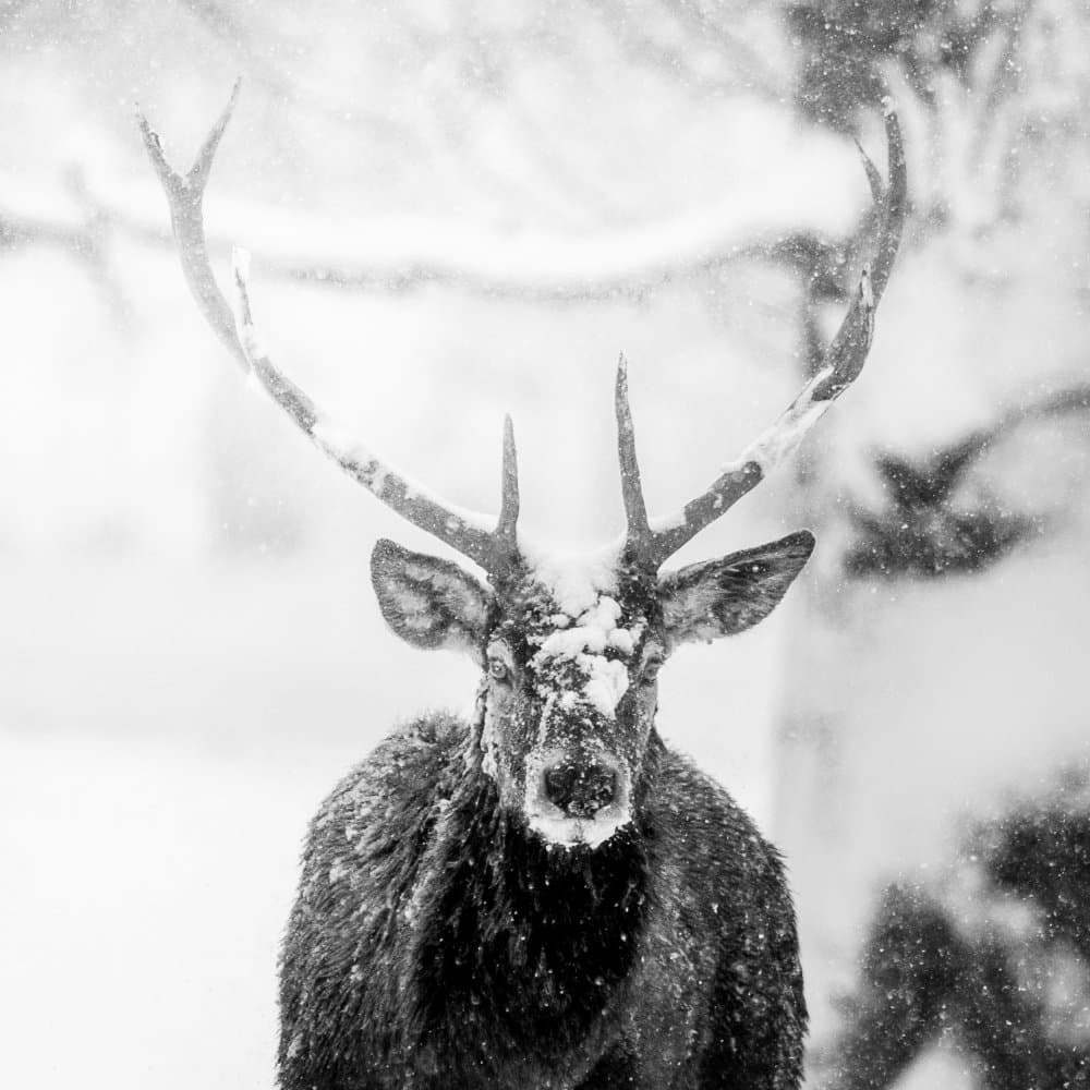 Majestic Winter Deer by Alexandru Handrache — canvas wall art
