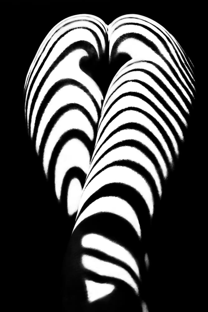Zebra Heart Form by Mikhail Faletkin — canvas wall art