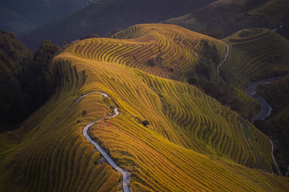 Golden Terraced Hills by Dennis Zhang — canvas wall art