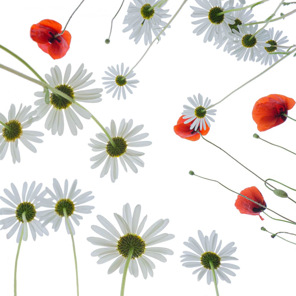 Upward Floral Gaze by Stephan Rückert — canvas wall art