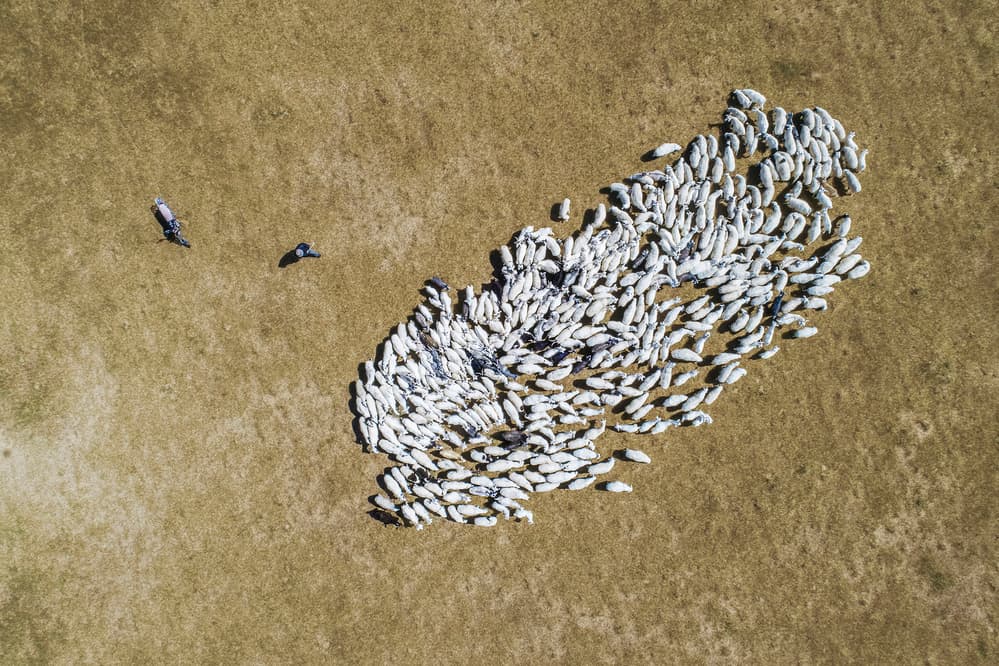 Aerial Flock Of Sheep by Zhou Chengzhou — canvas wall art