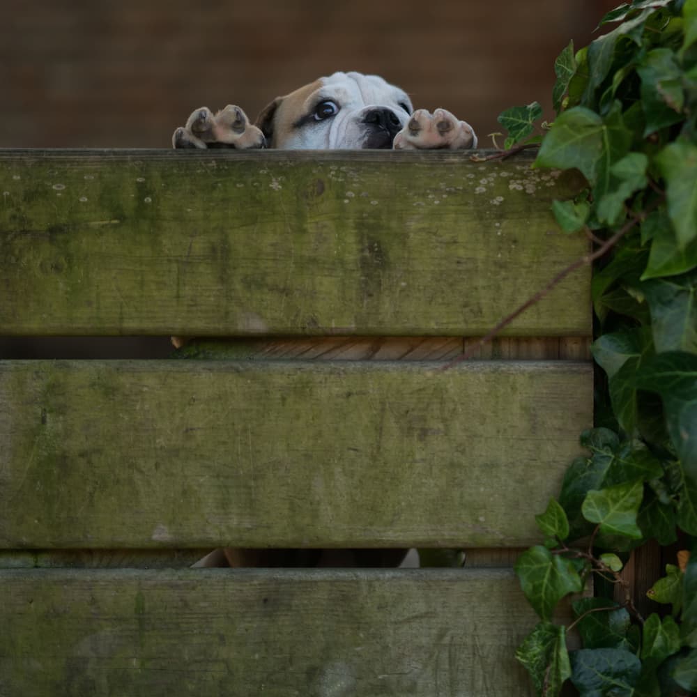 Curious Puppy Peeking by Gert van den Bosch — canvas wall art