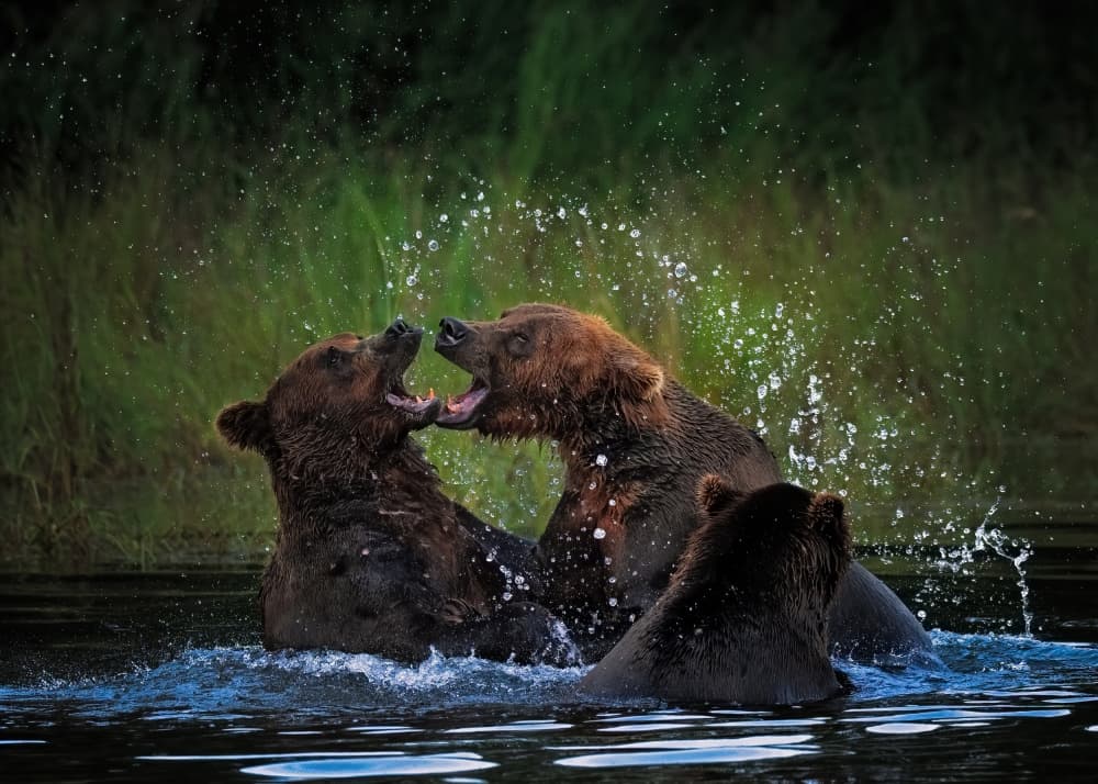 Grizzly Bears Splashing by Hanping Xiao — canvas wall art