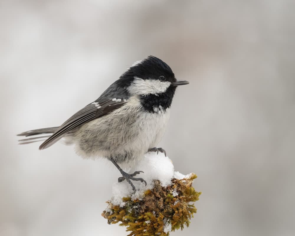Coal Tit in Snow by Annie Keizer — canvas wall art