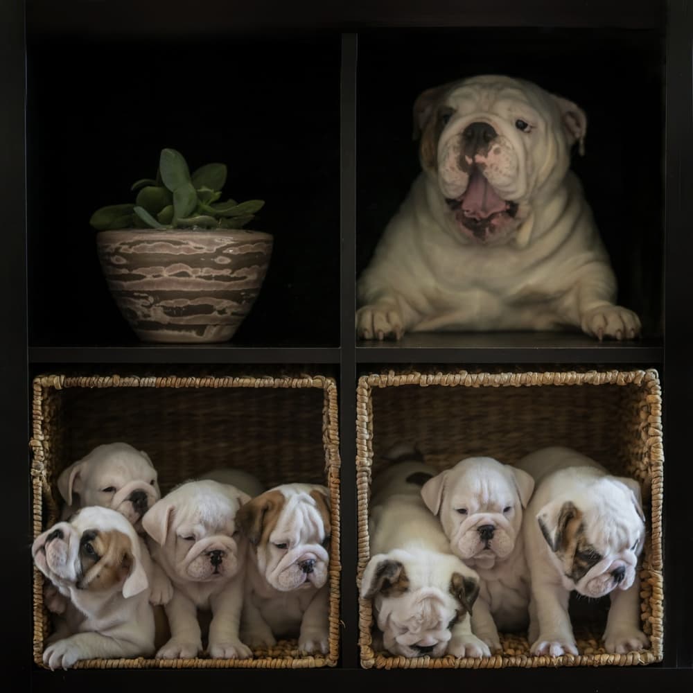 Bulldog Puppy Haven by Gert van den Bosch — canvas wall art