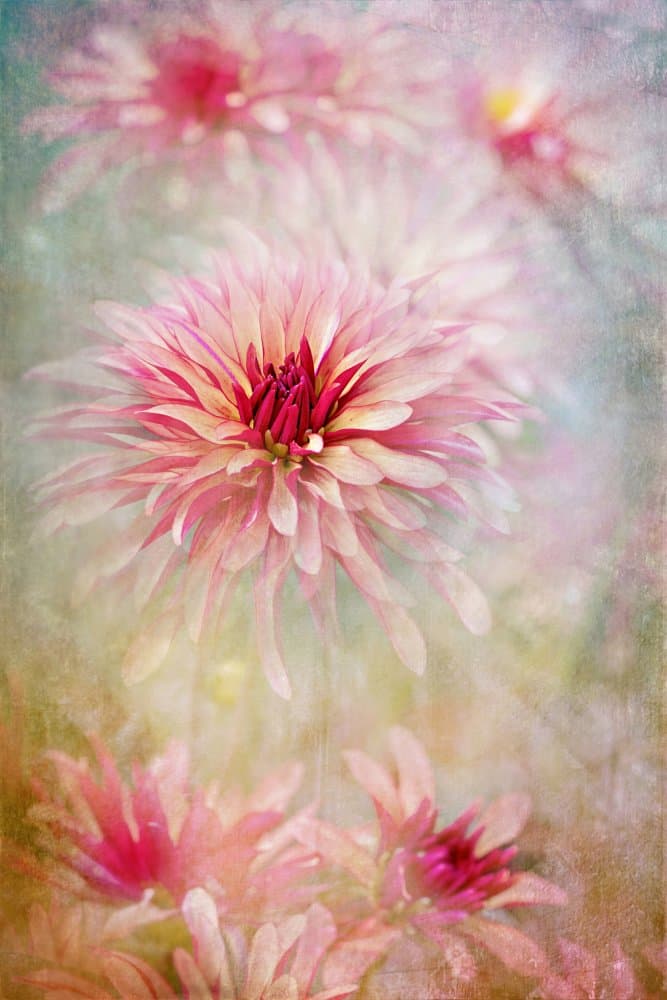 Pink Dreamy Dahlias by Jacky Parker — canvas wall art