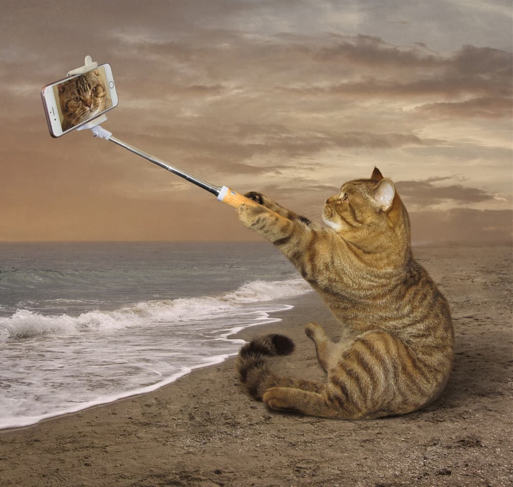 Cat Beach Selfie by Iryna Kuznetsova (Iridi) — canvas wall art